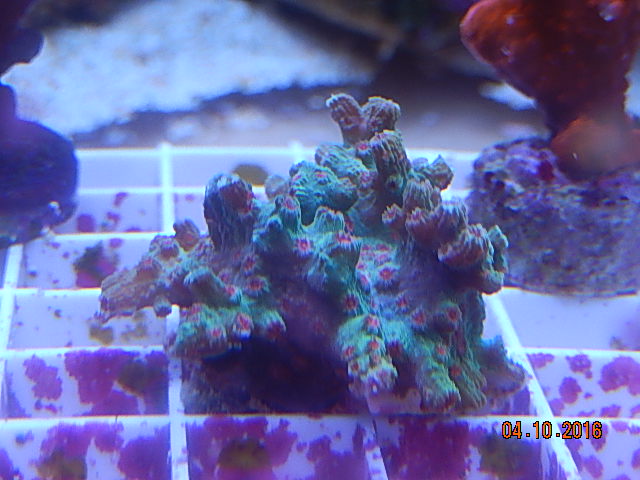Cyphastrea.jpg