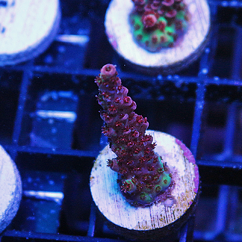 D100 JD Red Table acropora 179-75.jpg