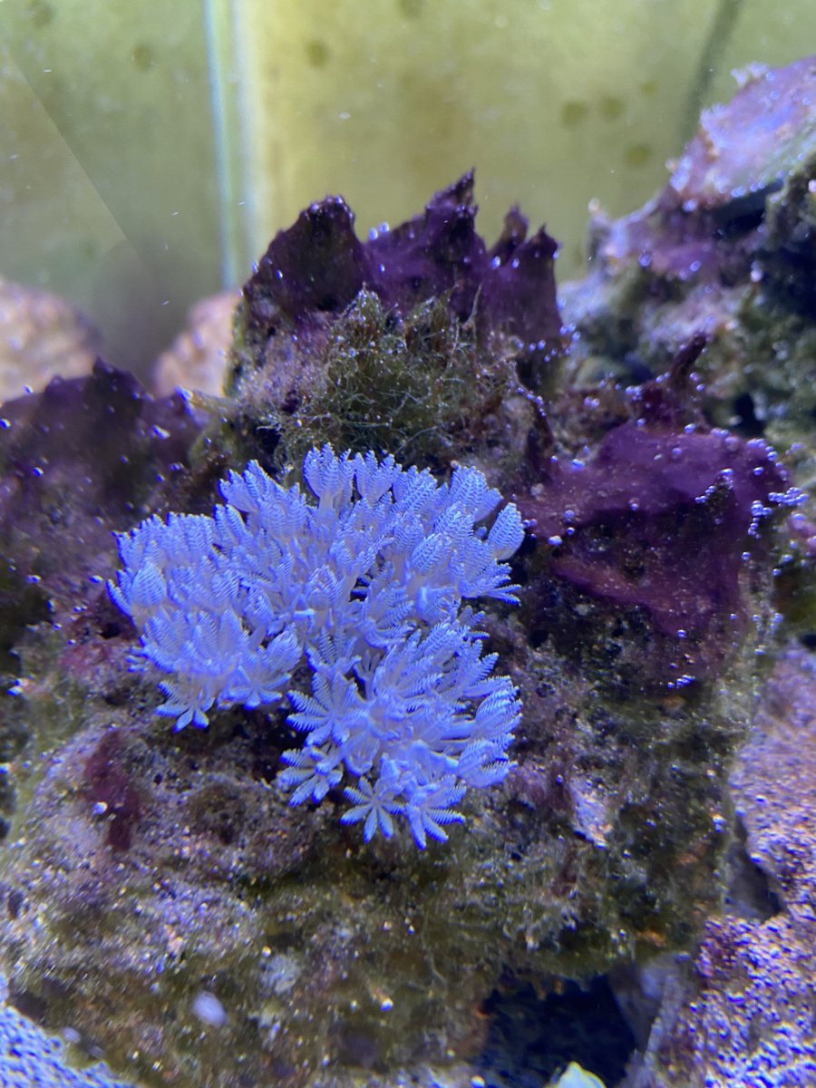 Hello - First reef build 55g low tech after 10 years away (long read ...