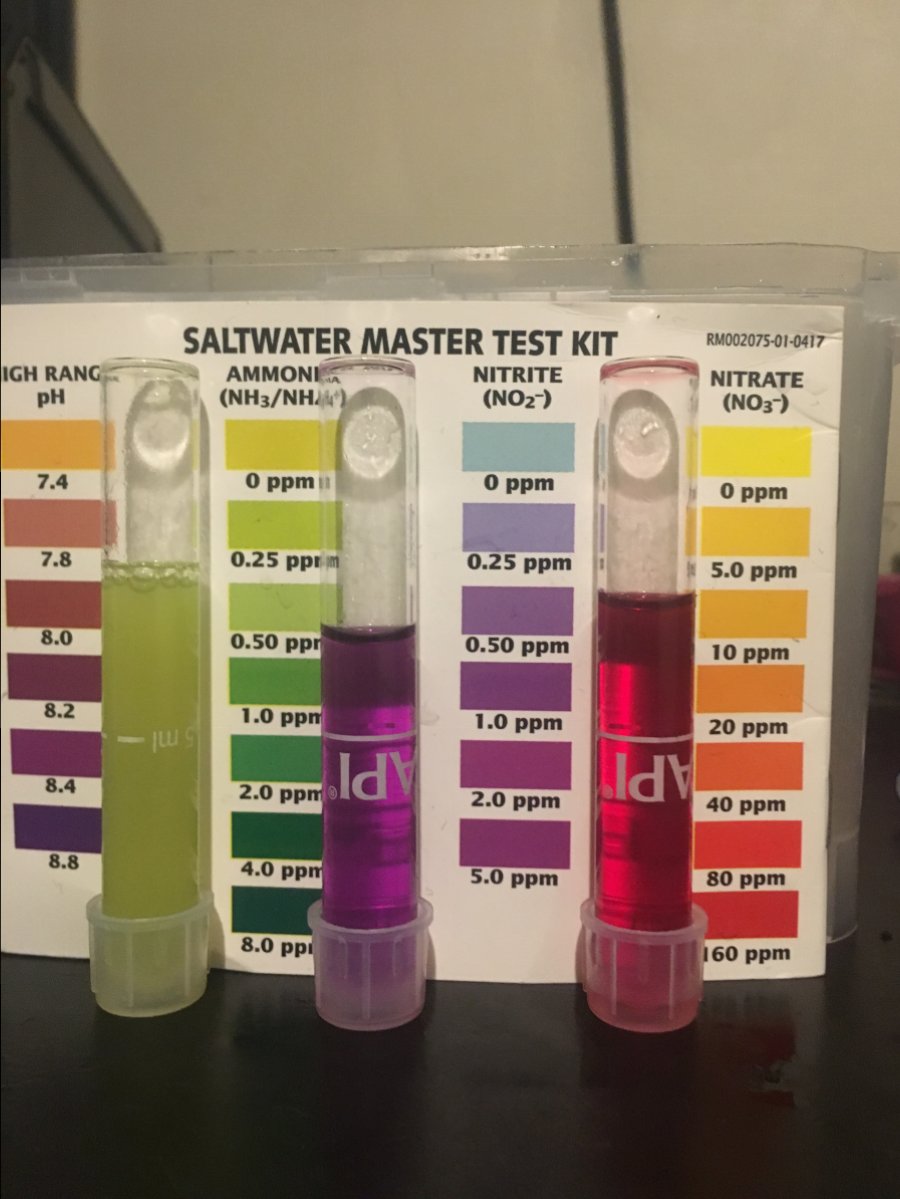 3 week cycle (today’s tests) how would you interpret this? | Reef2Reef