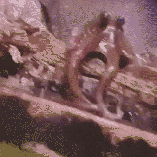 D1E2F3CC-E055-4D95-A7A0-6DC2681C0F10.gif