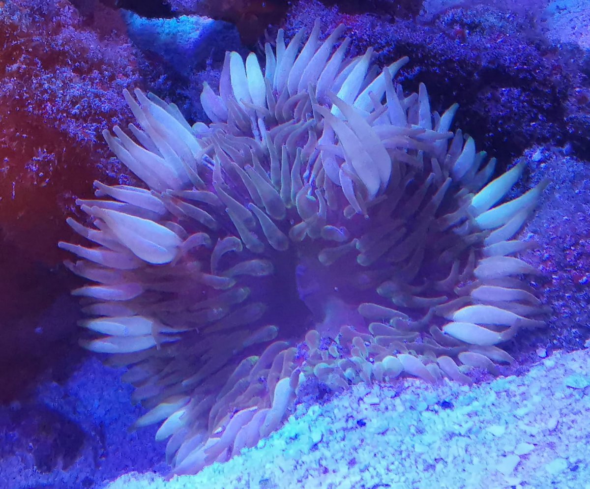 Anemoneページです❣️ Anemone Identification | Reef2Reef