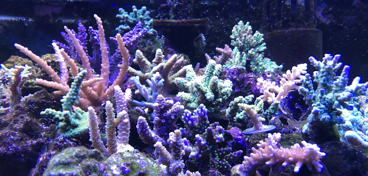 D2417013-7FF0-41EA-9331-3AC10D774F4B.jpeg