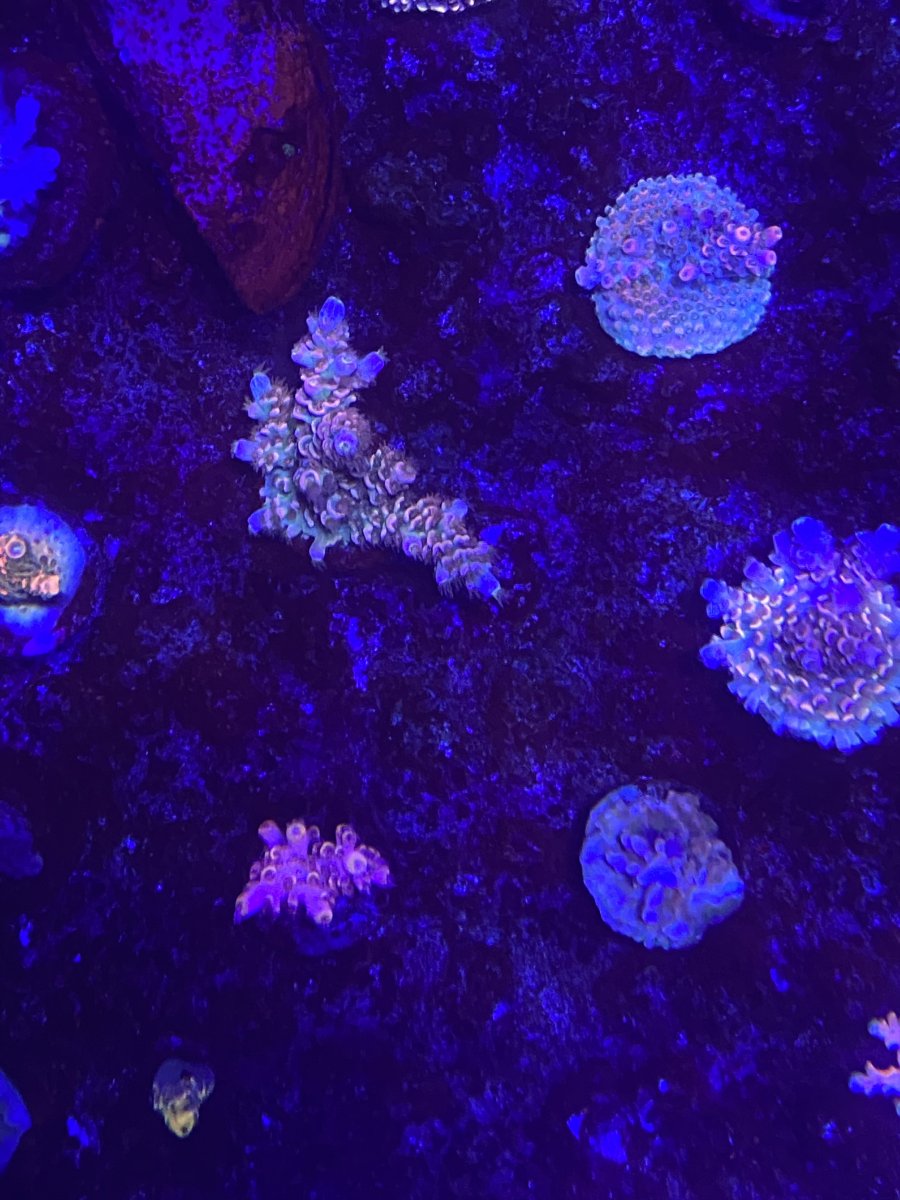D26C2780-21CF-45F6-9D49-87BDECA86847.jpeg