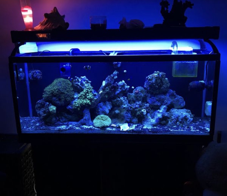 New fish tank. | REEF2REEF Saltwater and Reef Aquarium Forum