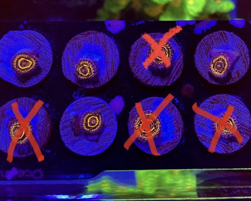 California Live Goods Stratosphere Zoas *closed* REEF2REEF
