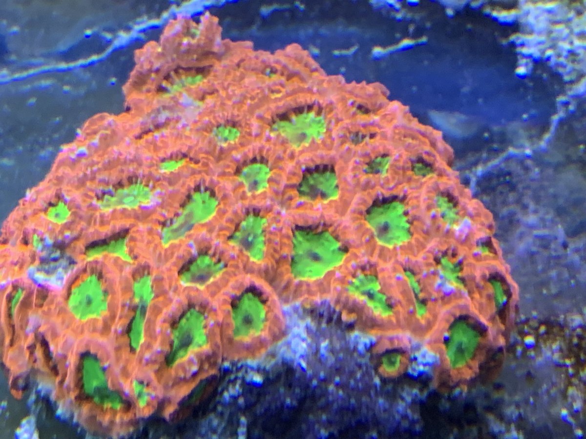 D31EC446-696D-48CD-9EC5-0DCD0D749E84.jpeg