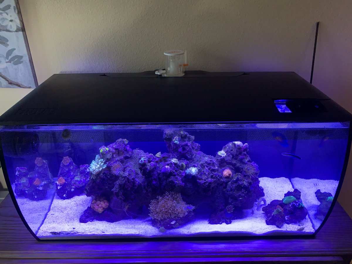 AIO Build - First Reef Tank - Fluval Flex 32.5 Gallon Build, Page 2