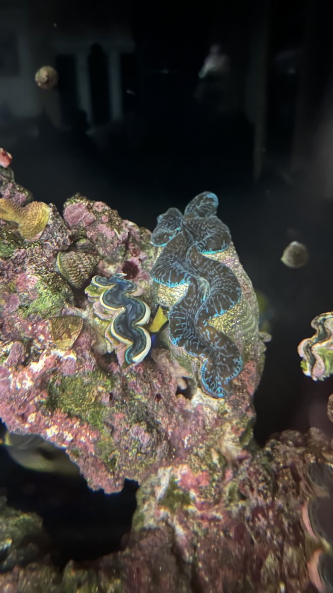 QUESTION OF THE DAY - Who’s in that shell: Can you identify clams ...