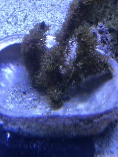 Polyp identification | Reef2Reef