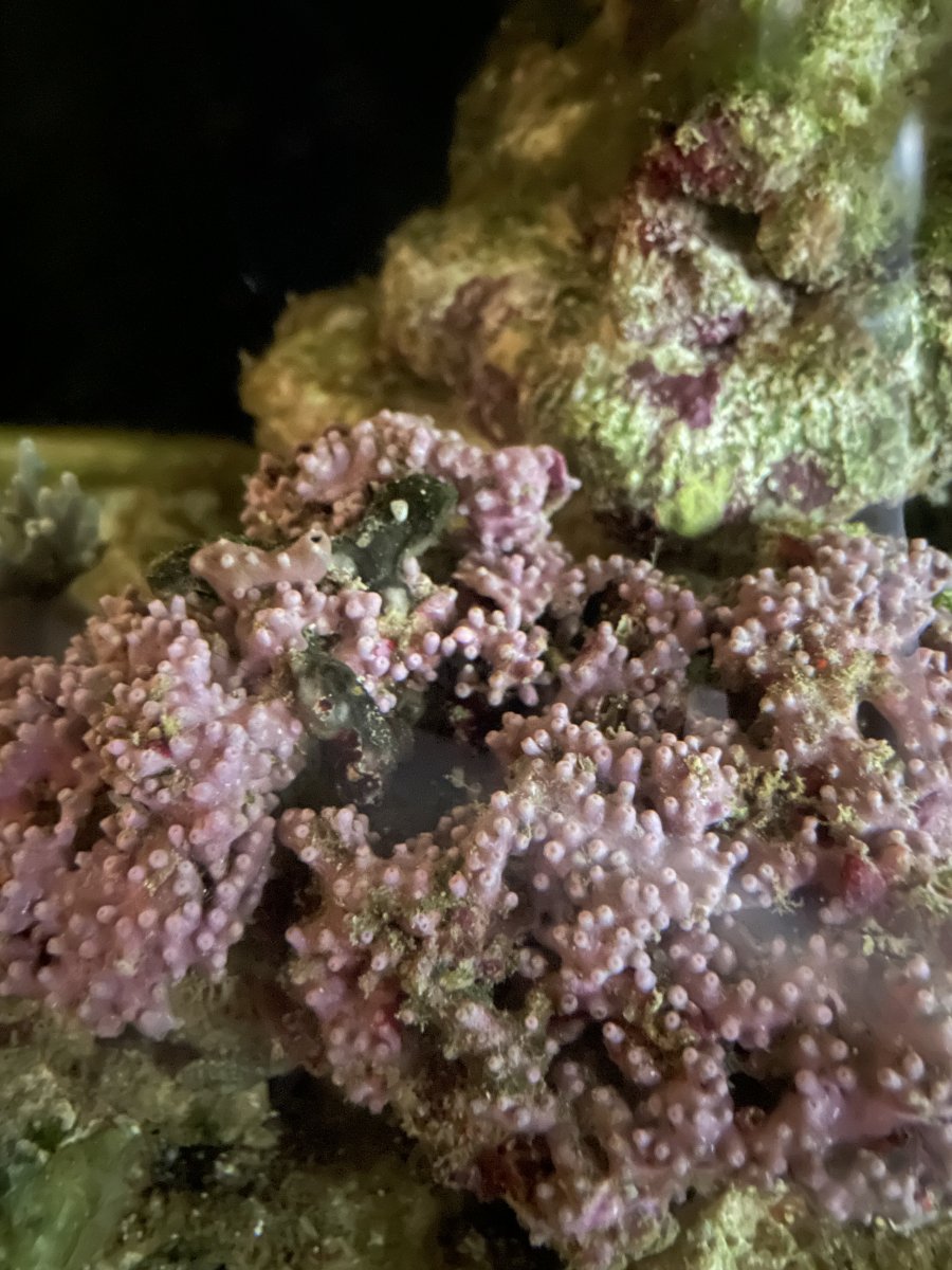 Can anyone figure out what is on my GSP? | Reef2Reef