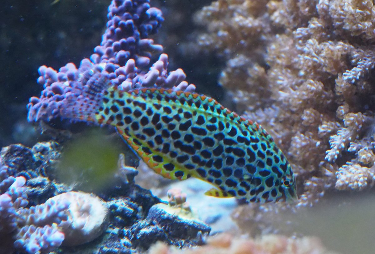 Why oh why...did i got to Petco for fish??? Page 2 REEF2REEF