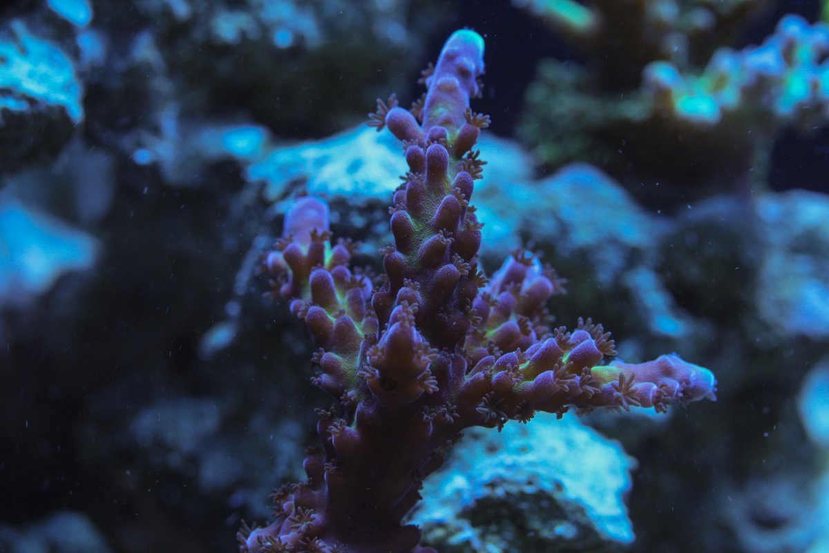 Build Thread - Reefer 350 journey! Picture heavy! | Page 3 | Reef2Reef