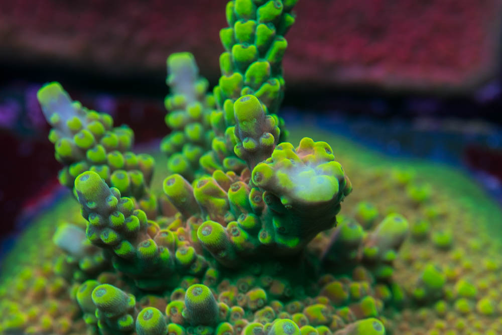 My Coral Collection - photo intense! | Page 24 | REEF2REEF Saltwater ...
