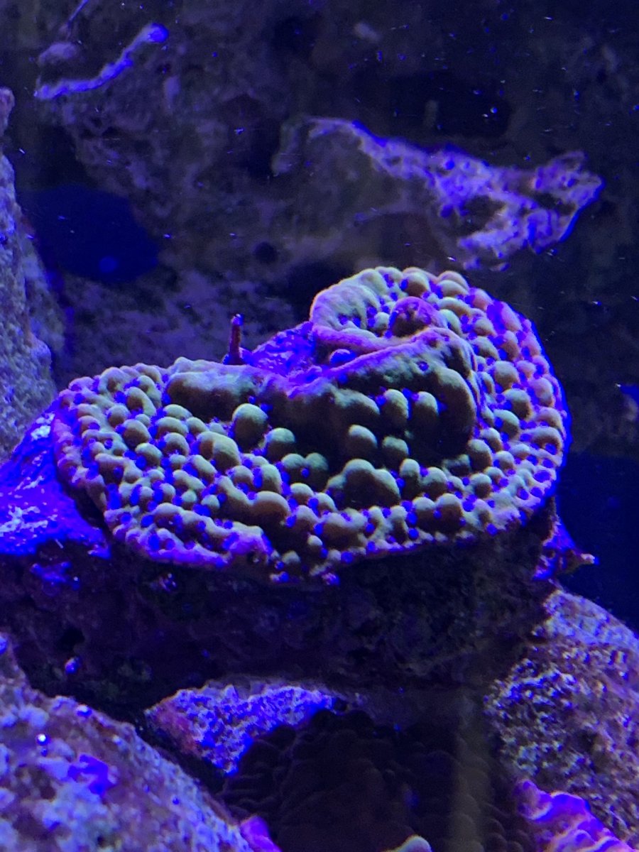 D69EB75E-8254-44CC-9FA0-0F5C08ECB3D0.jpeg