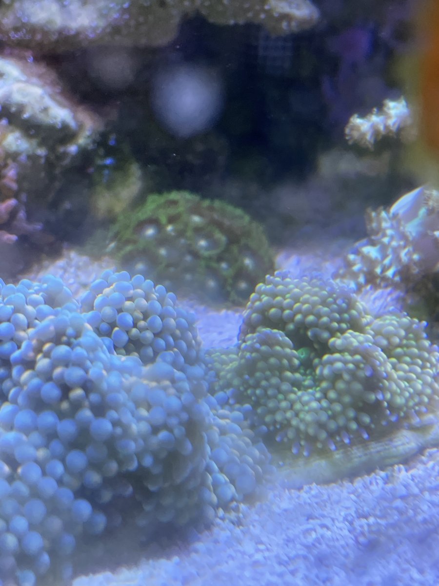 D6DE6800-0339-4CF4-8FF6-A0F2DCE9F6B9.jpeg