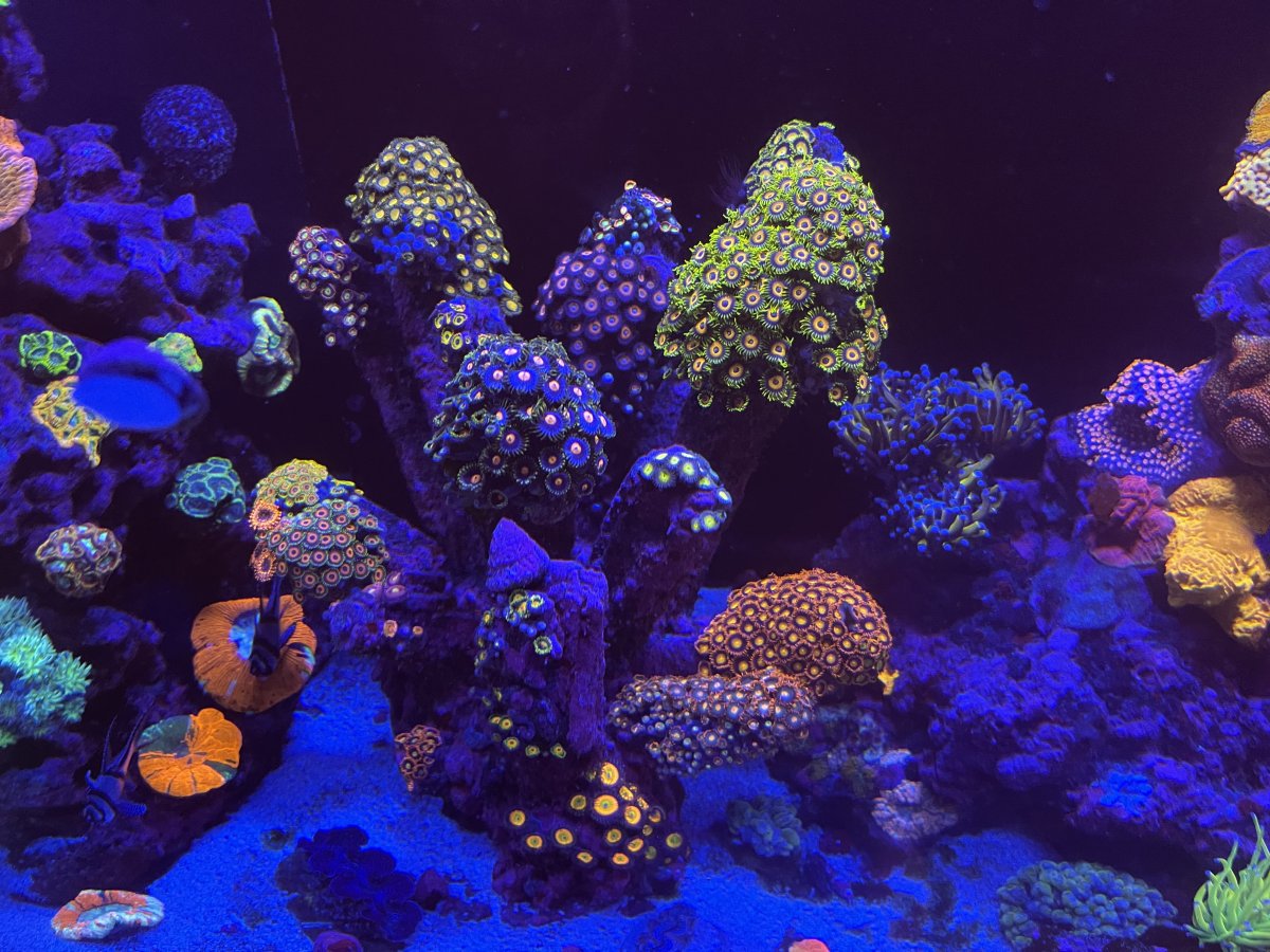 Build Thread - Hokiereef - Red Sea Reefer 3xl 900 Tank Upgrade/Build ...