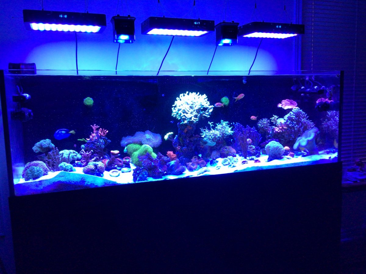 Wills aquarium light store
