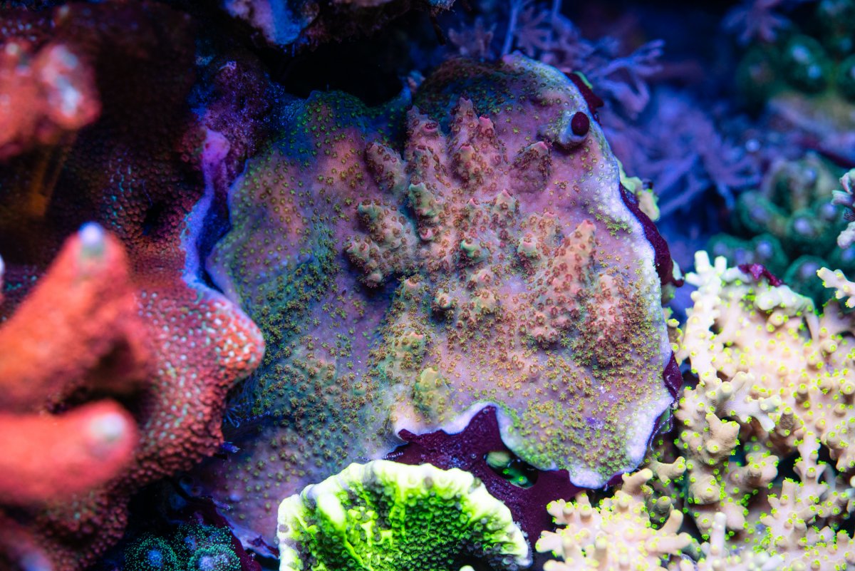D76563C9-0372-49D0-96DB-2CE73740A67F.jpeg
