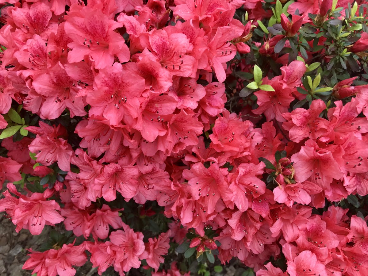 D90A29CB-71D6-4304-AB74-5C8A90F9FF3F.jpeg
