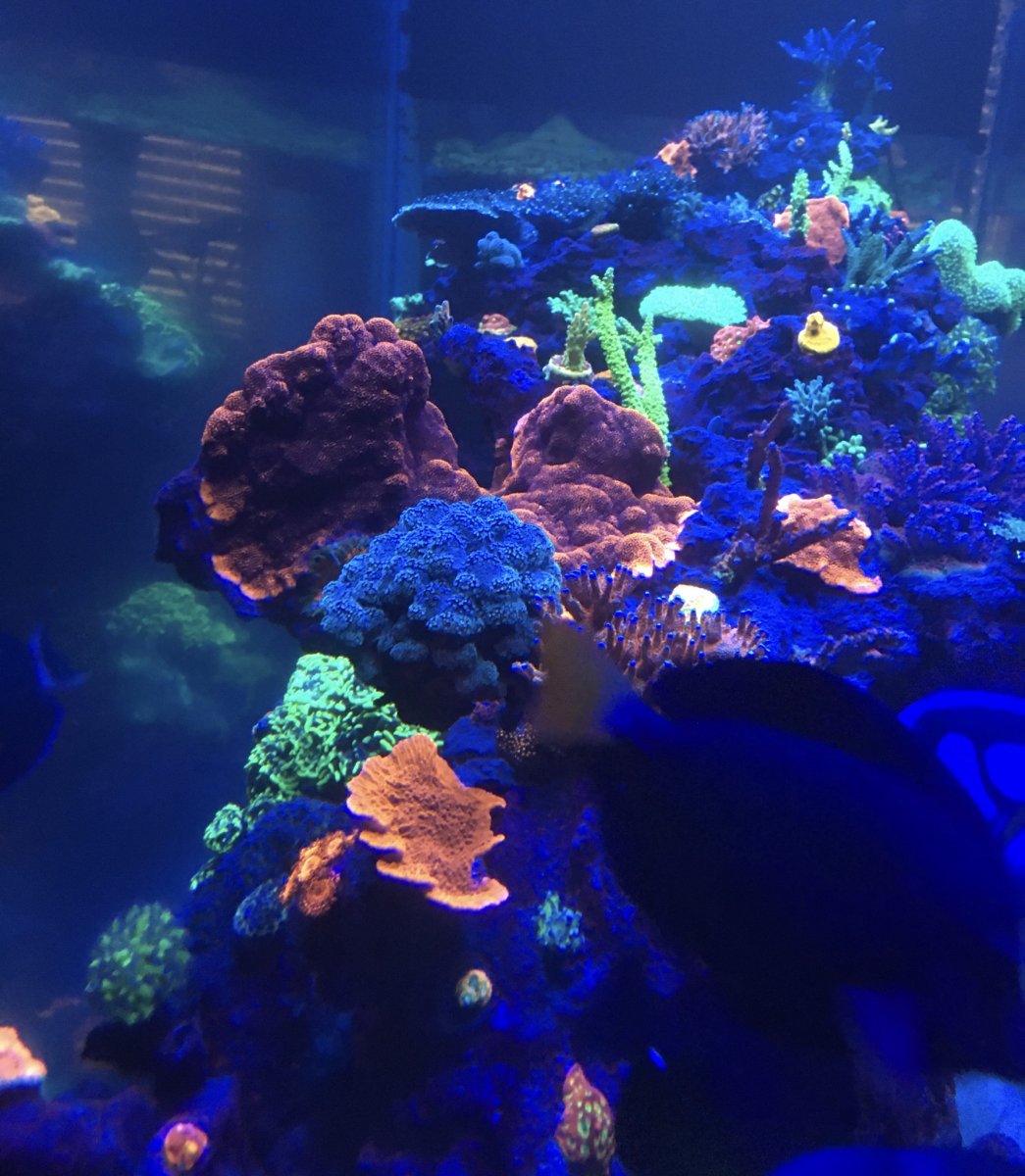 Monster Build Anderson Family Reef 1200 Gallon System Page 33 Start The 5000 Gallon System Page 26 Reef2reef Saltwater And Reef Aquarium Forum