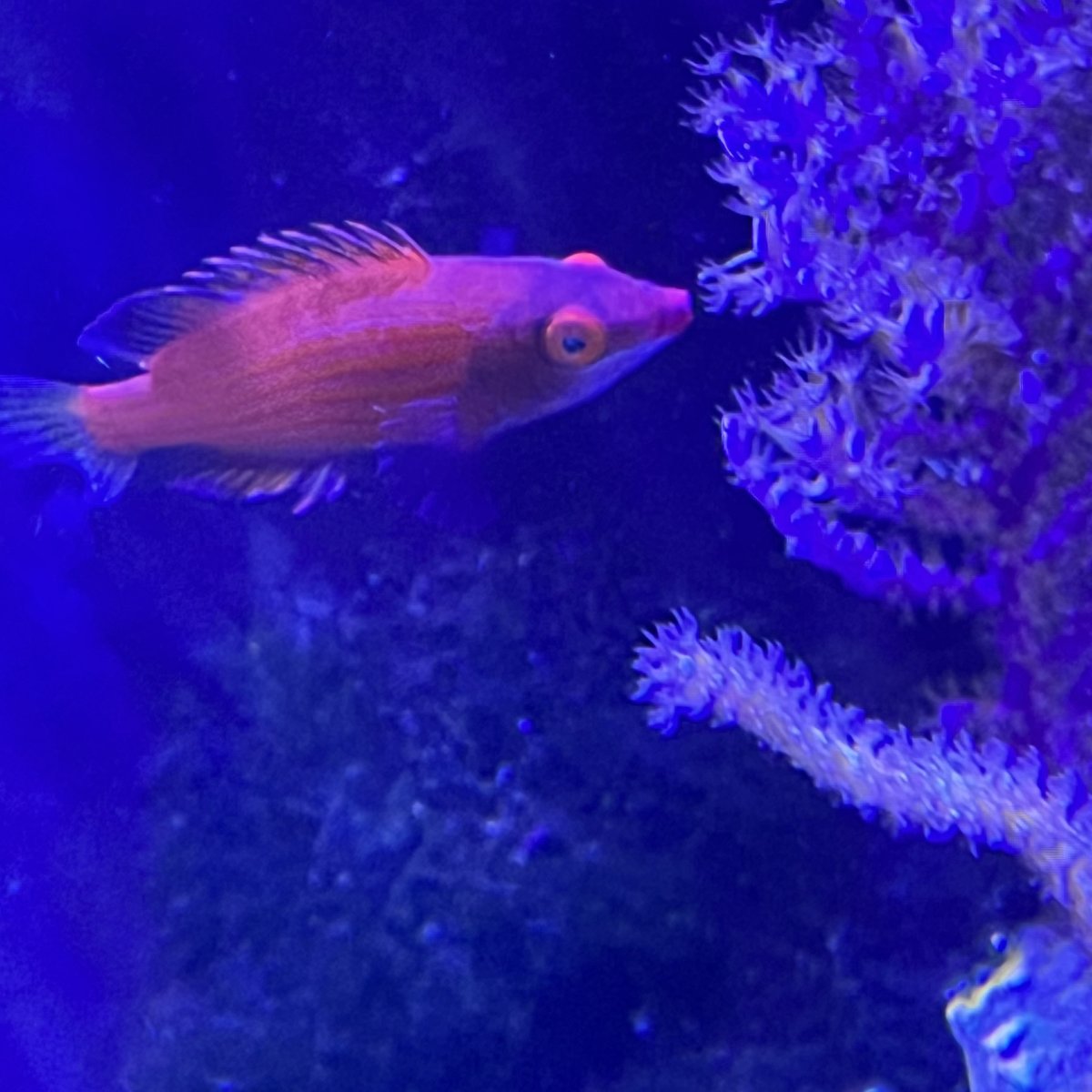 Best fish for 36” tank | Reef2Reef