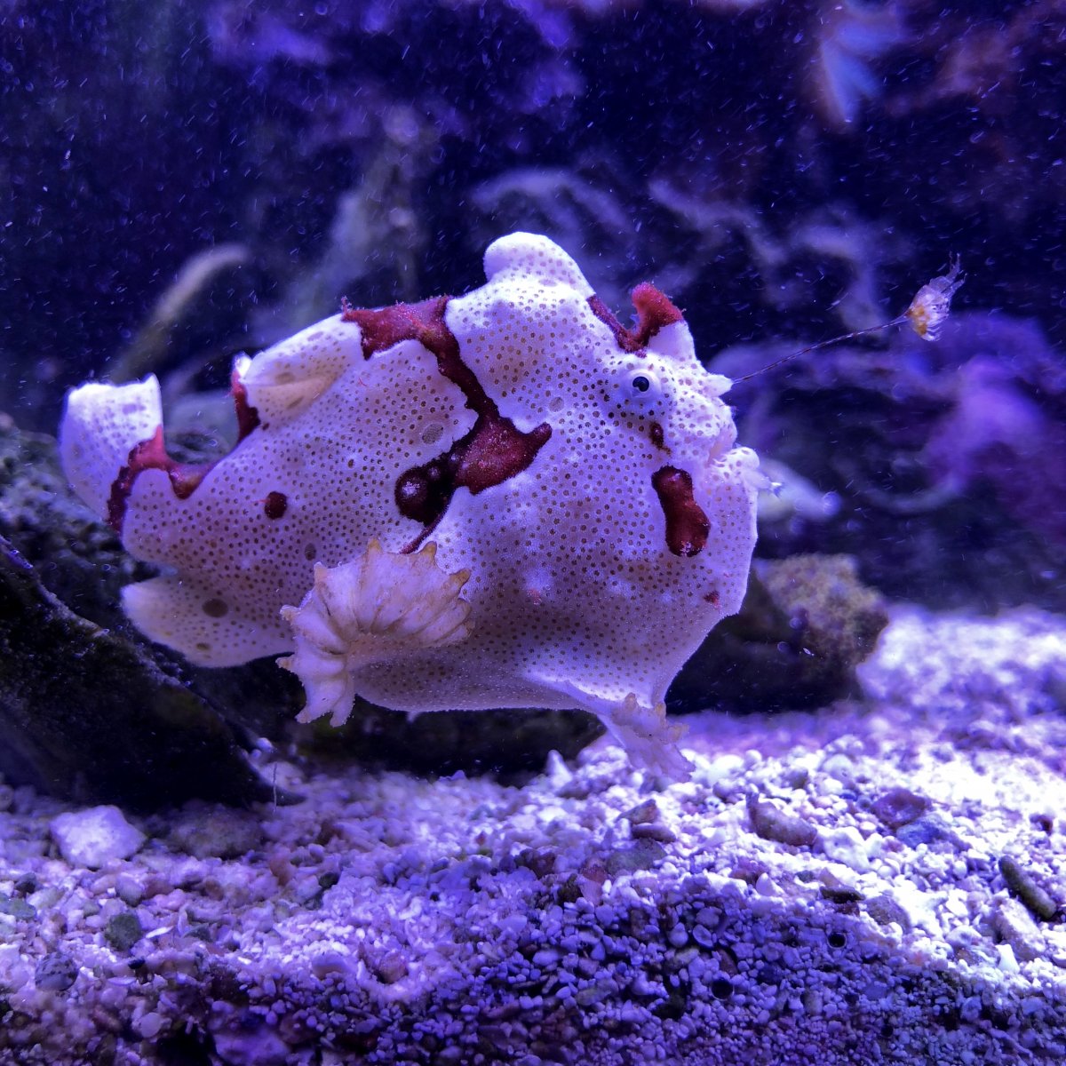 New predator setup | Reef2Reef
