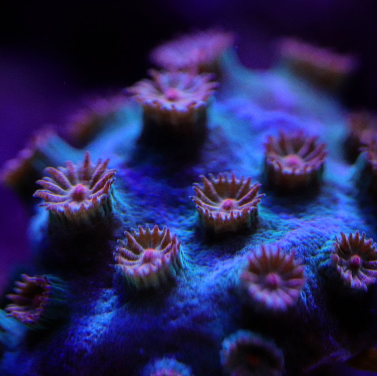 D990403A-CA91-411C-BA72-48E218CA1FE4.jpeg