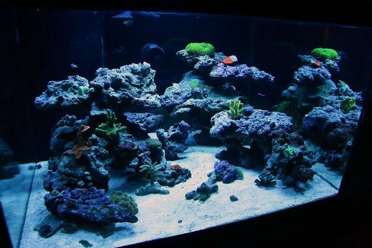 Peninsula Aquascape, need your help, pictures and ideas! | REEF2REEF ...
