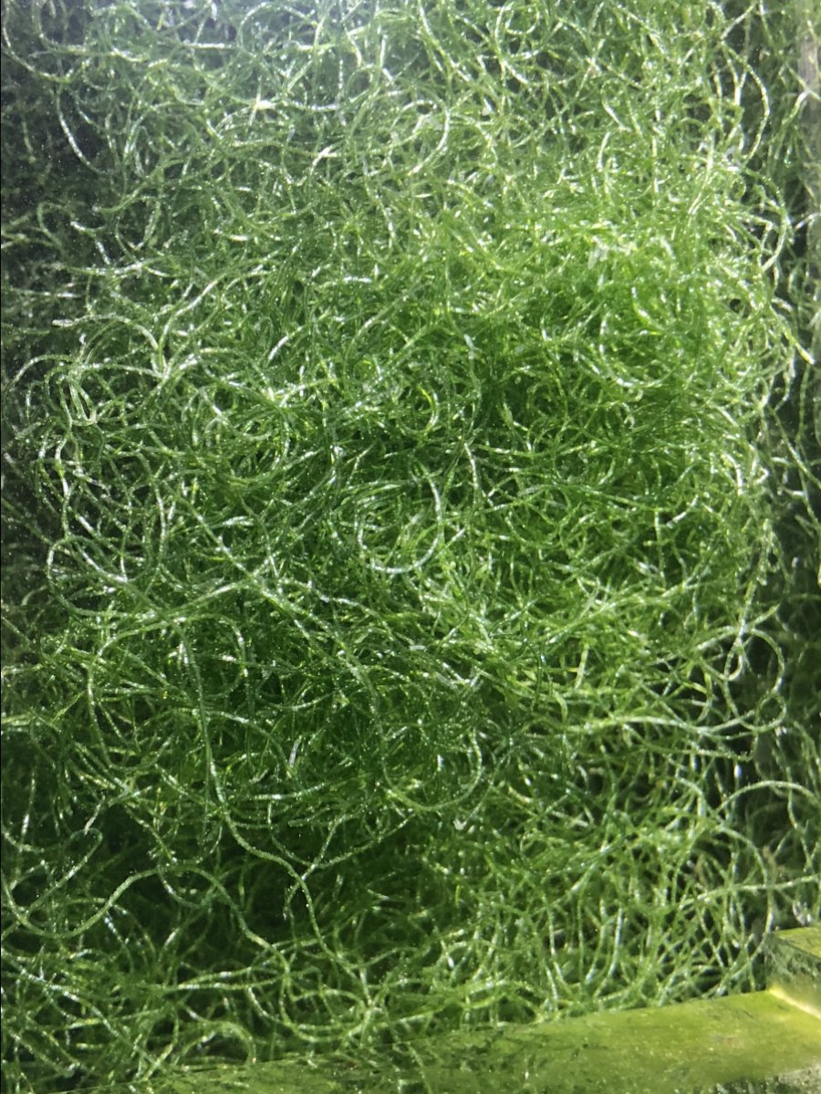 Maryland - Chaeto $25 shipped | Reef2Reef