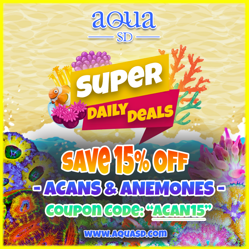 Daily-Acan-Anemones.png
