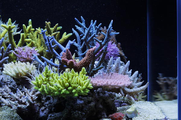 Dakkang-Reef-3.jpg