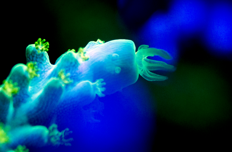 dALLASSinglepolyp2.png