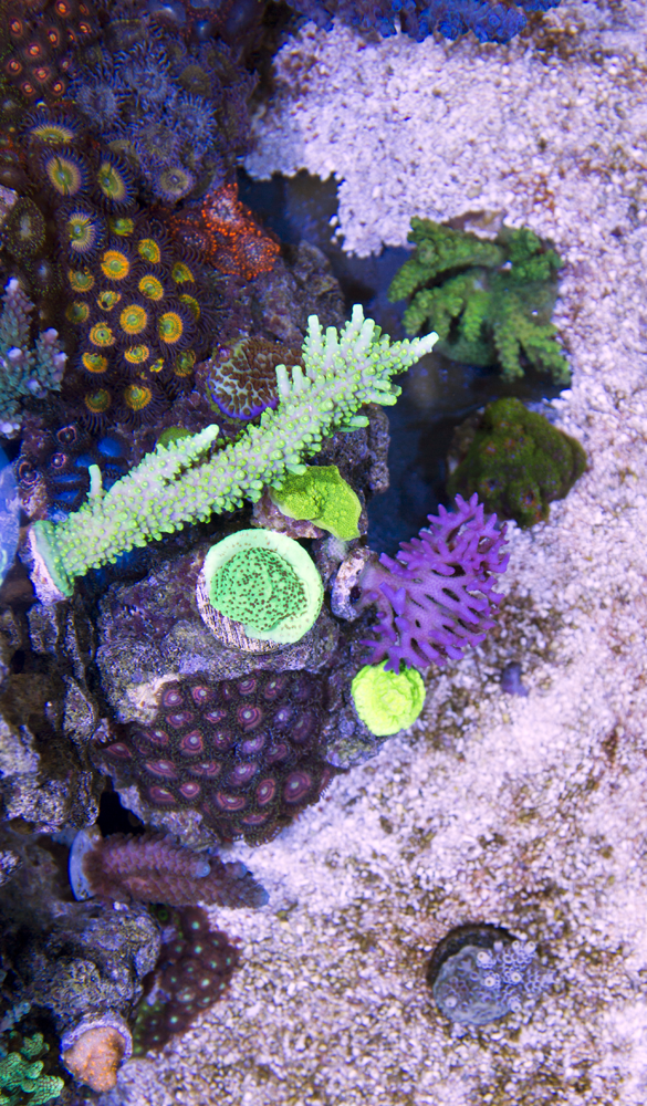 DallasZoa QUART.png