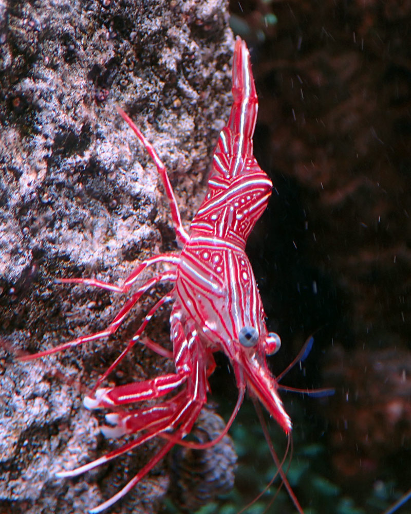 Dancing-shrimp.jpg