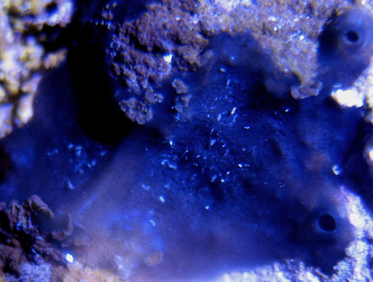 dark blue encrusting mat sponge.jpg
