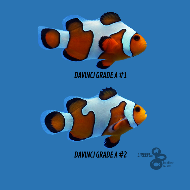 Davinci-ClownFish.jpg
