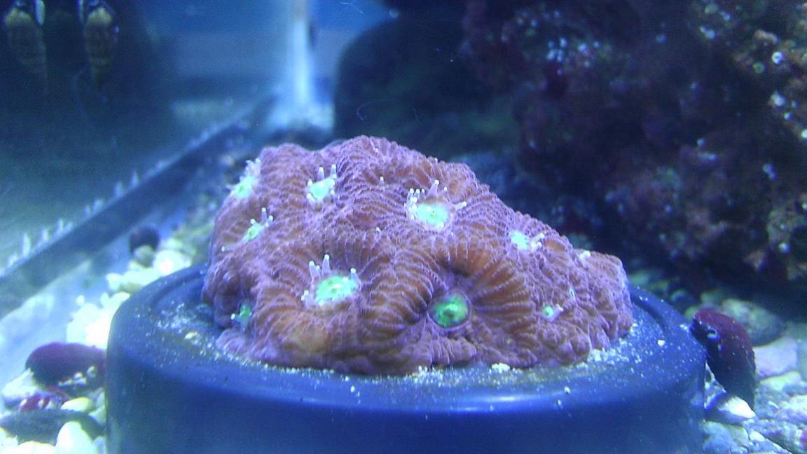 day 1 war coral.jpg