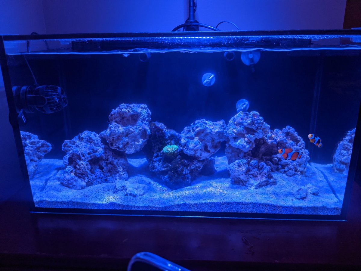 Day 2 Fish and First coral.jpg