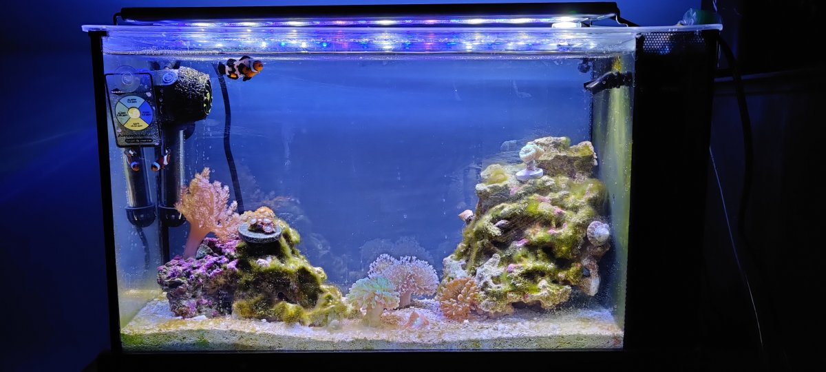 Fluval 5 gallon evo v marine aquarium clearance kit