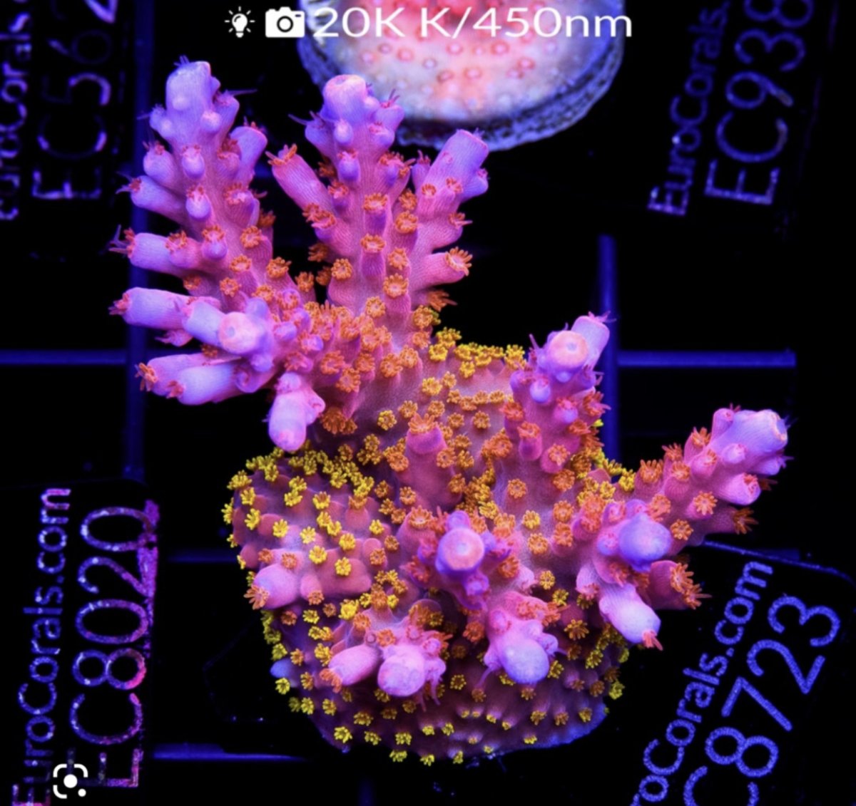 Some of my Acro Collection | Page 69 | Reef2Reef