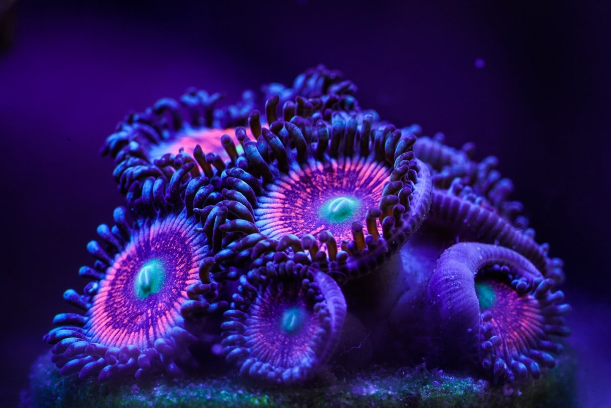 DB4BAFCD-6659-453E-80EE-4D07E81E1B9A.jpeg
