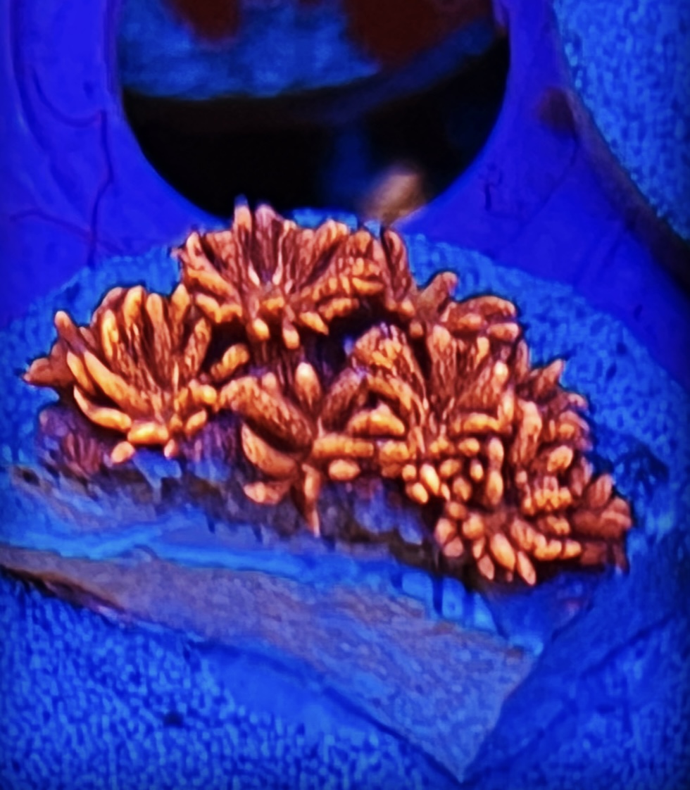 Illinois - SOLD - red glitter goni | Reef2Reef
