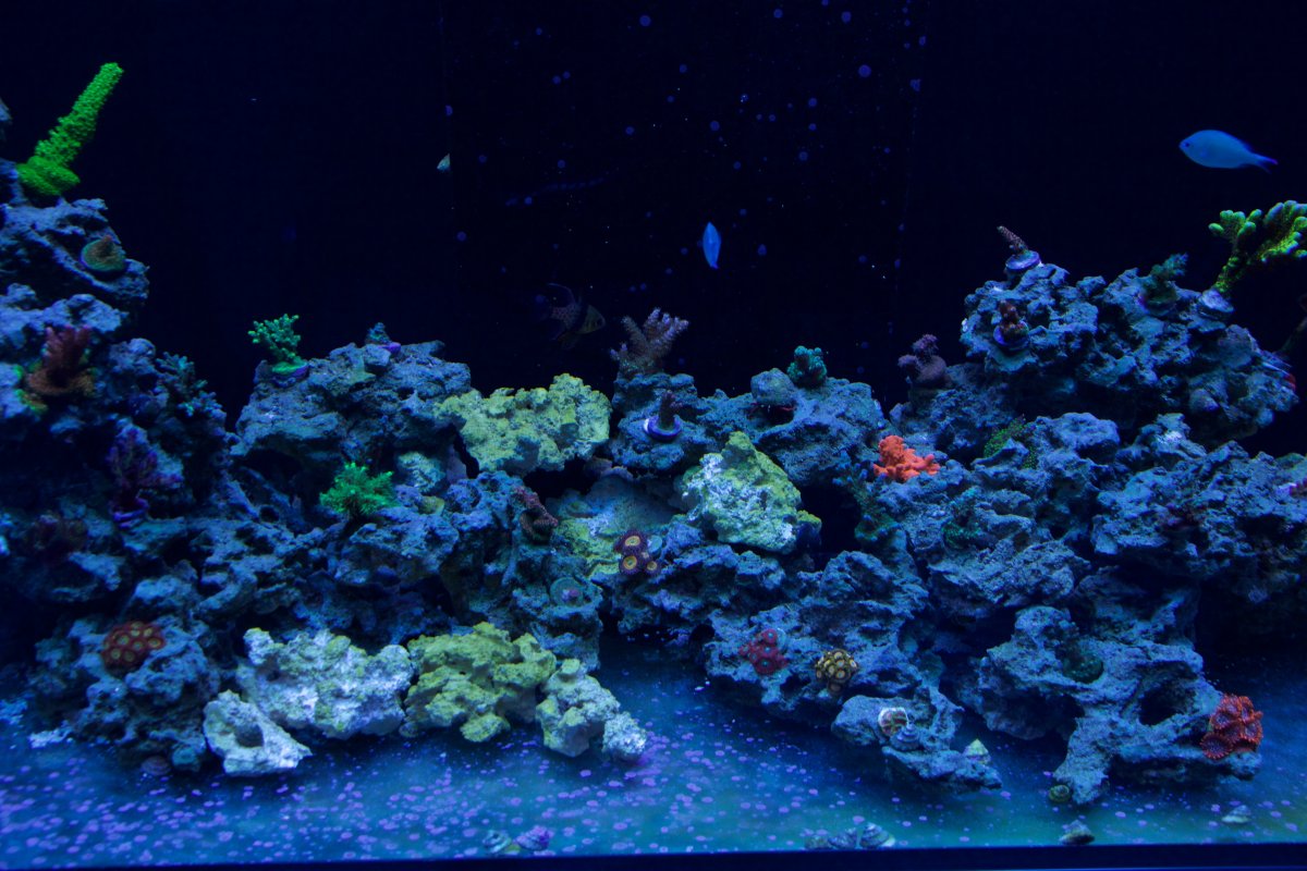 Build Thread - Reefer 350 journey! Picture heavy! | Page 4 | Reef2Reef