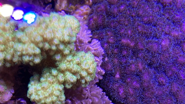 DB841E71-B25E-40B8-9347-0C1CB4556C4D.jpeg