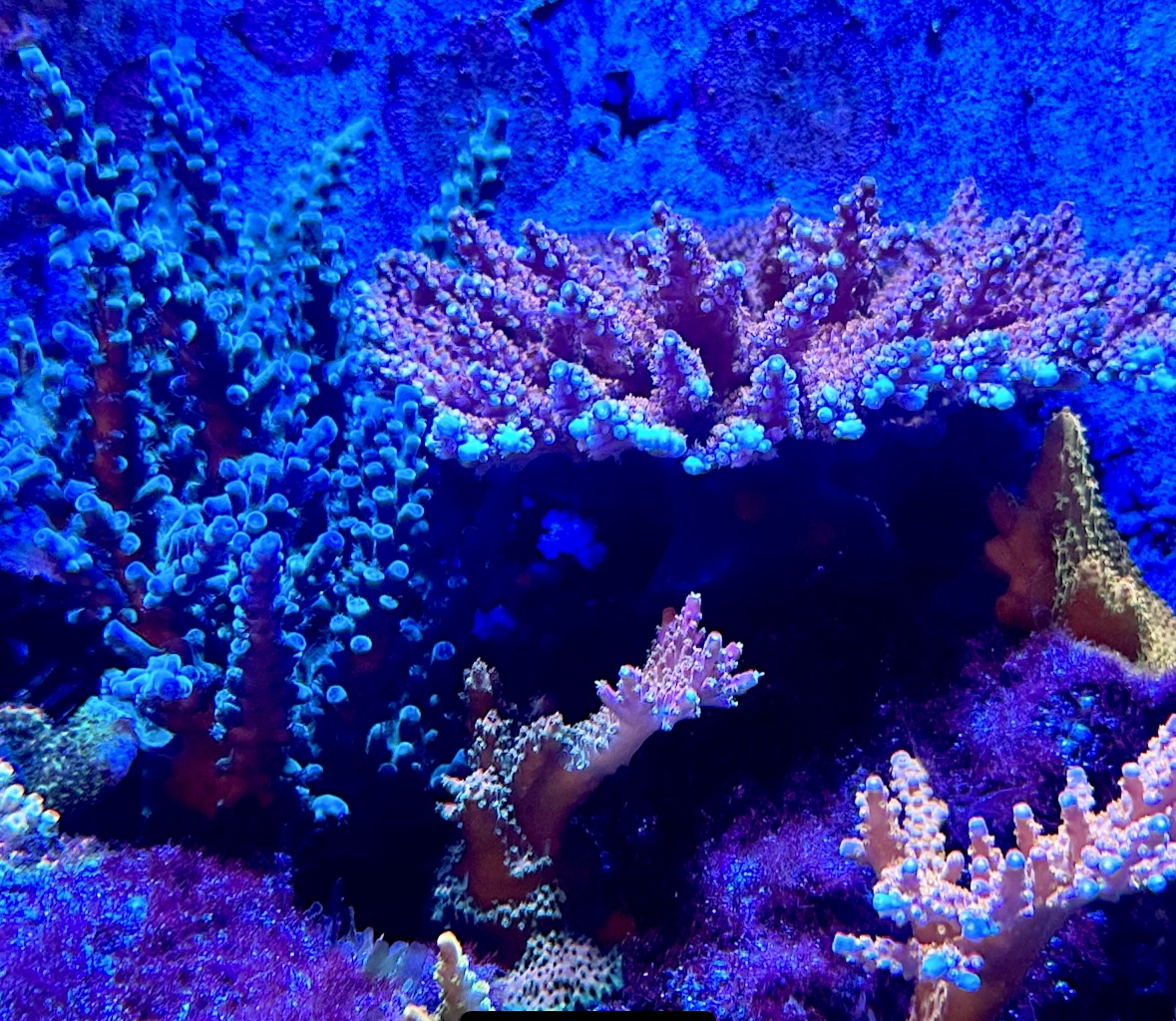 DBBEE2E9-0572-49D1-AA71-72E47936FBFF.jpeg