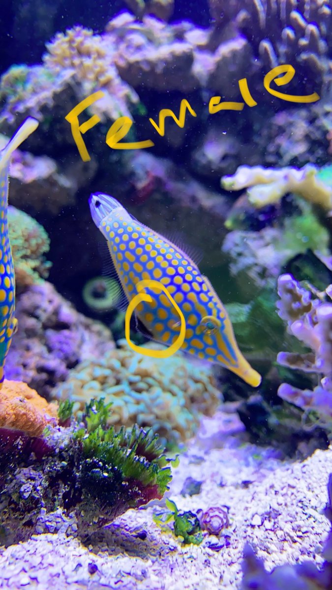 Filefish care cheap
