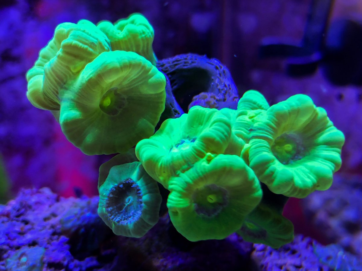 Candy Cane and flow | REEF2REEF Saltwater and Reef Aquarium Forum