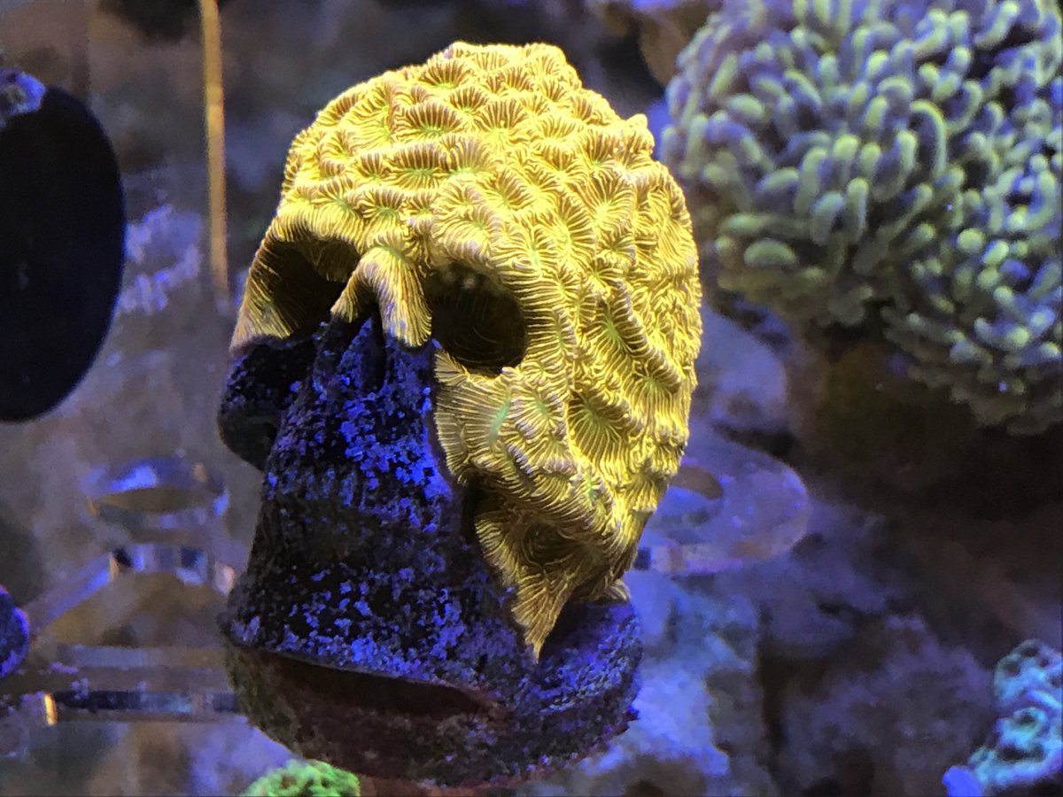 California - JF Lepto encrusted on Skull! | REEF2REEF Saltwater and Reef  Aquarium Forum
