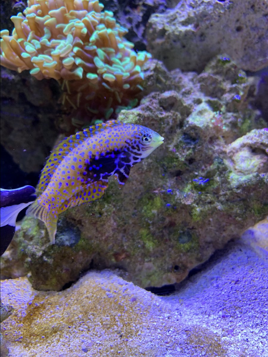 Blue Star Leopard Wrasse buried for almost a month since ...